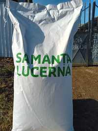 Vind Uregent Saminta de LUCERNA ,Selectata ,Descuscutata si Tratata,C