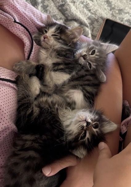 Котята в добрые руки