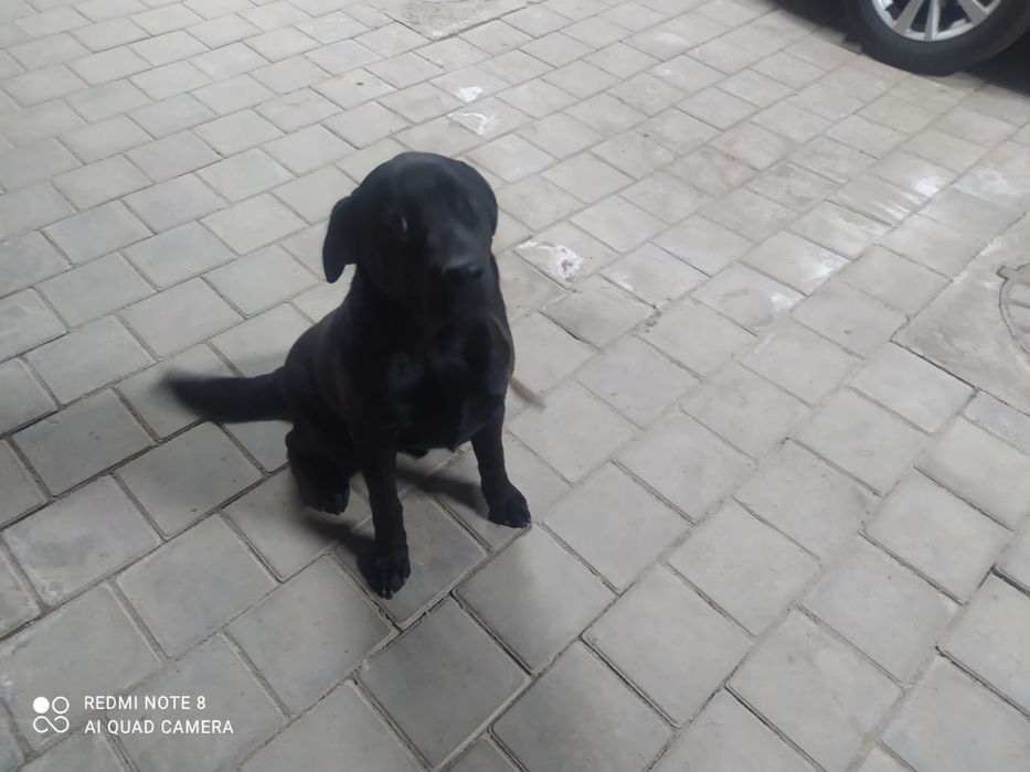 Лабрадор щенок 7 месяцев
