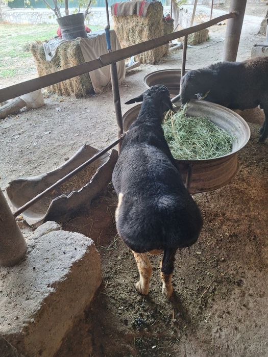 Кучкор Барра сотилади