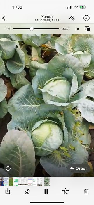 Продам капусту зимний сорт с поля