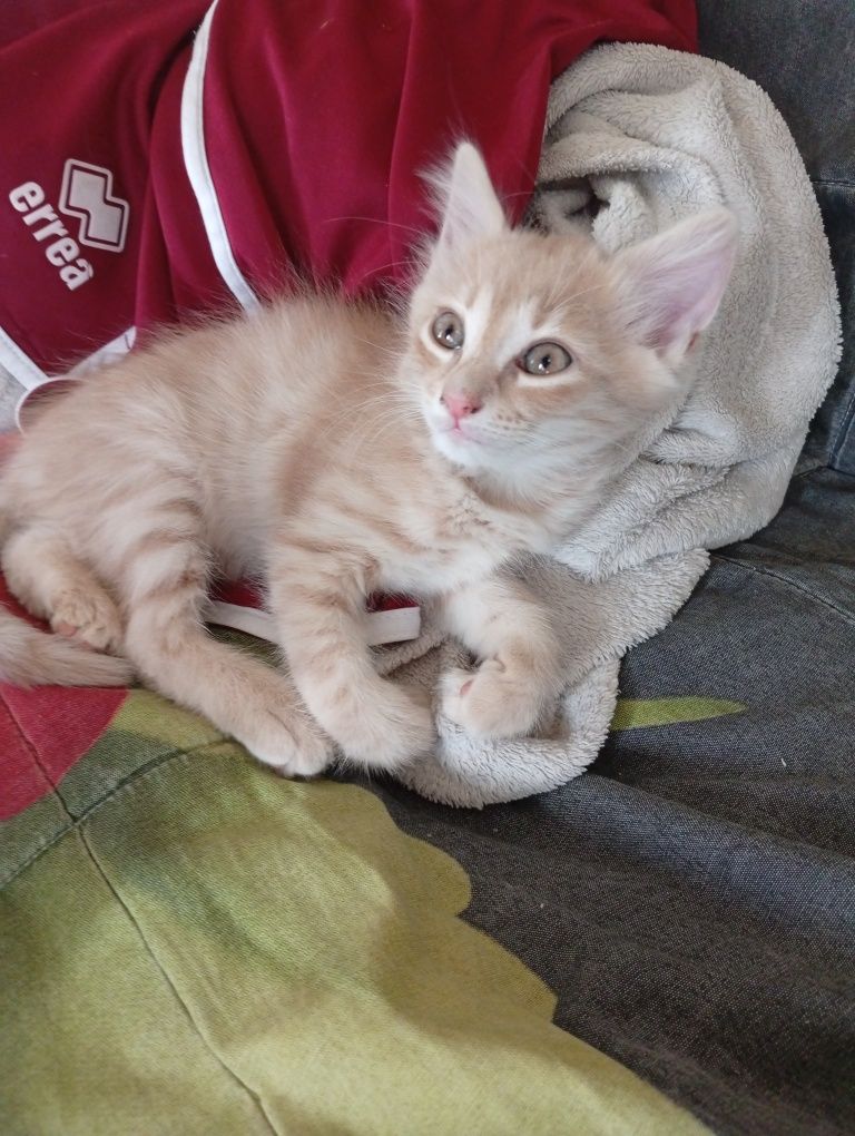 Котета си търсят дом