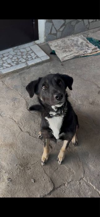 Девочка ищет семью!