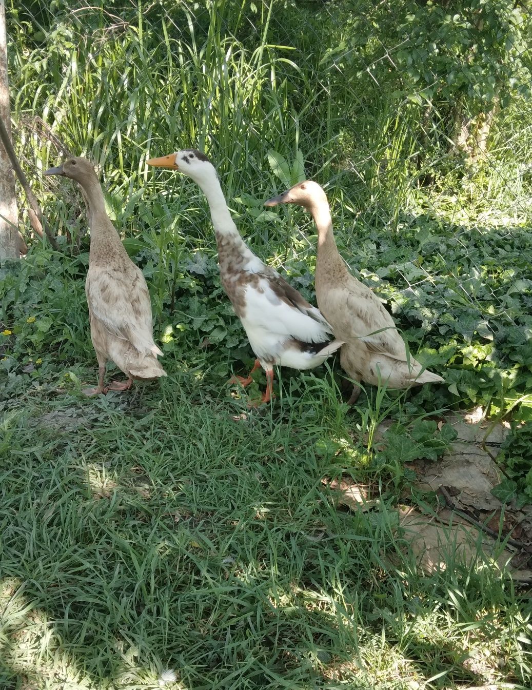 Rățuște Indiene de vânzare