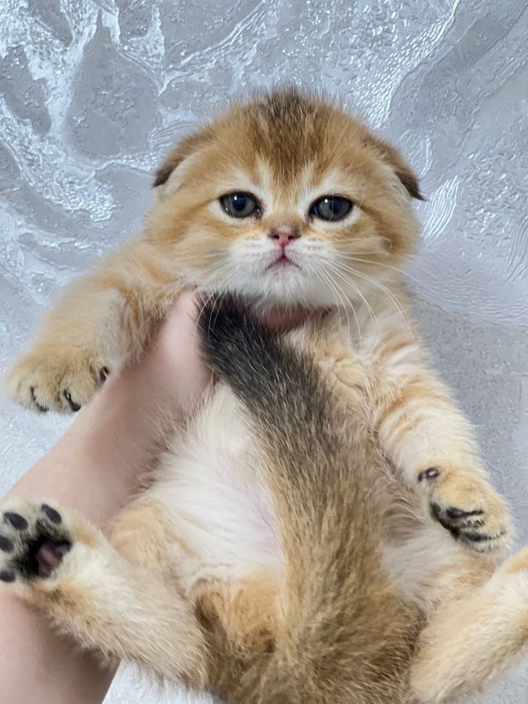 Скоттиш фолд ,девочка