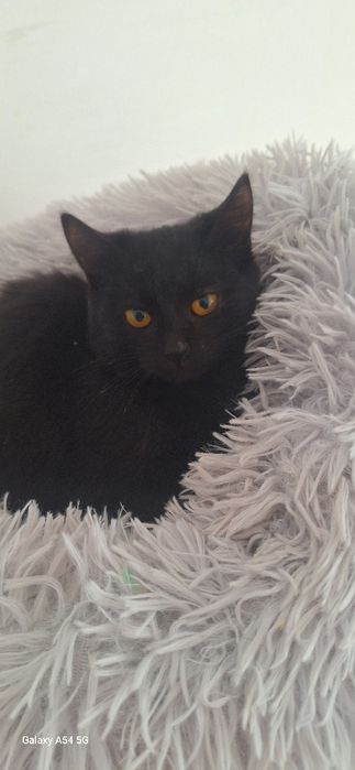 В добрые руки отдам