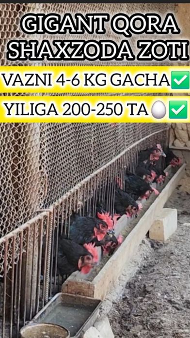 1 HAFTALIK QORA SHAXZODA zotini JO‘JALARI sotiladi Кора Шахзода цыпята
