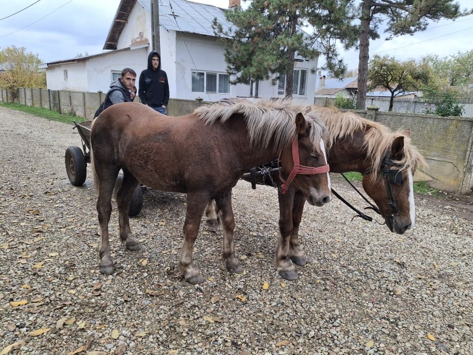 Vânzare caii Teleorman