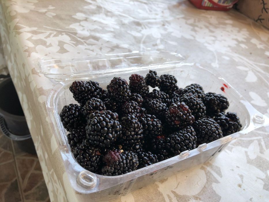 Butasi de Mure sau zmeură mare fara spini