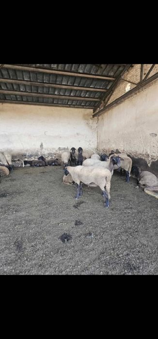 Продавам черноглави овце