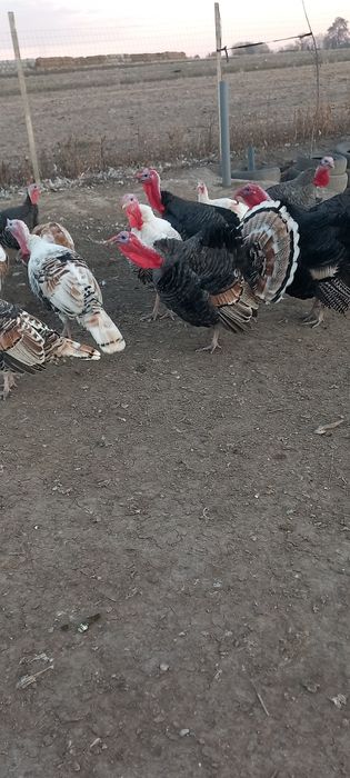 Curcani tineri de vânzare