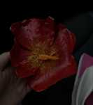 Floare decorativa