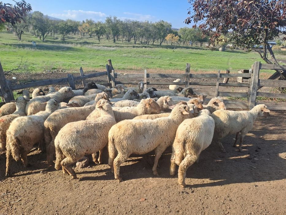 Oi tigaie de vanzare