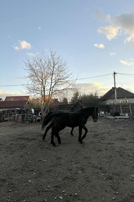 Mânză de 7 luni de vânzare