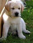 Labrador Retriever cu pedigree
