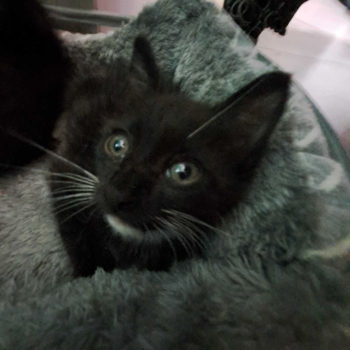 Adoptie pui de pisica negru Nefertiti si Fernando