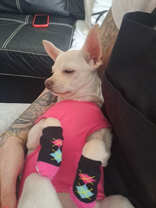 Чихопинчер цена 300лв