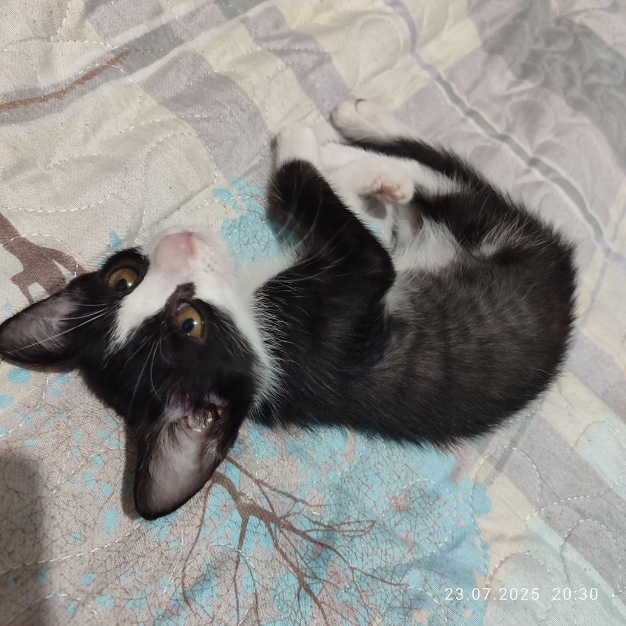 Отдам котёнка мальчик