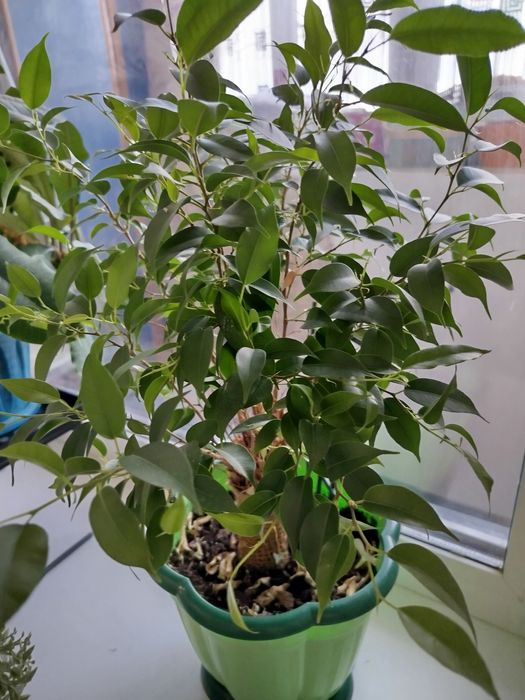 Комнатные цветы, фикус и другой цветок