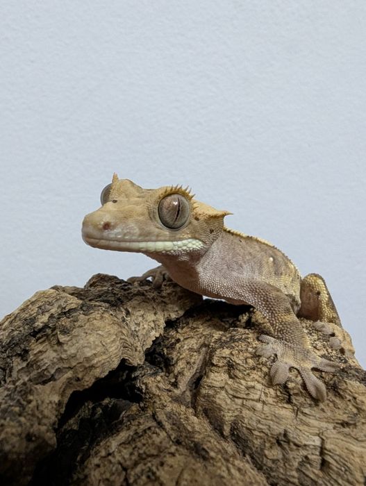 Soparla Gecko Crested juvenil - activ, sănătos (pt. începători și pasi