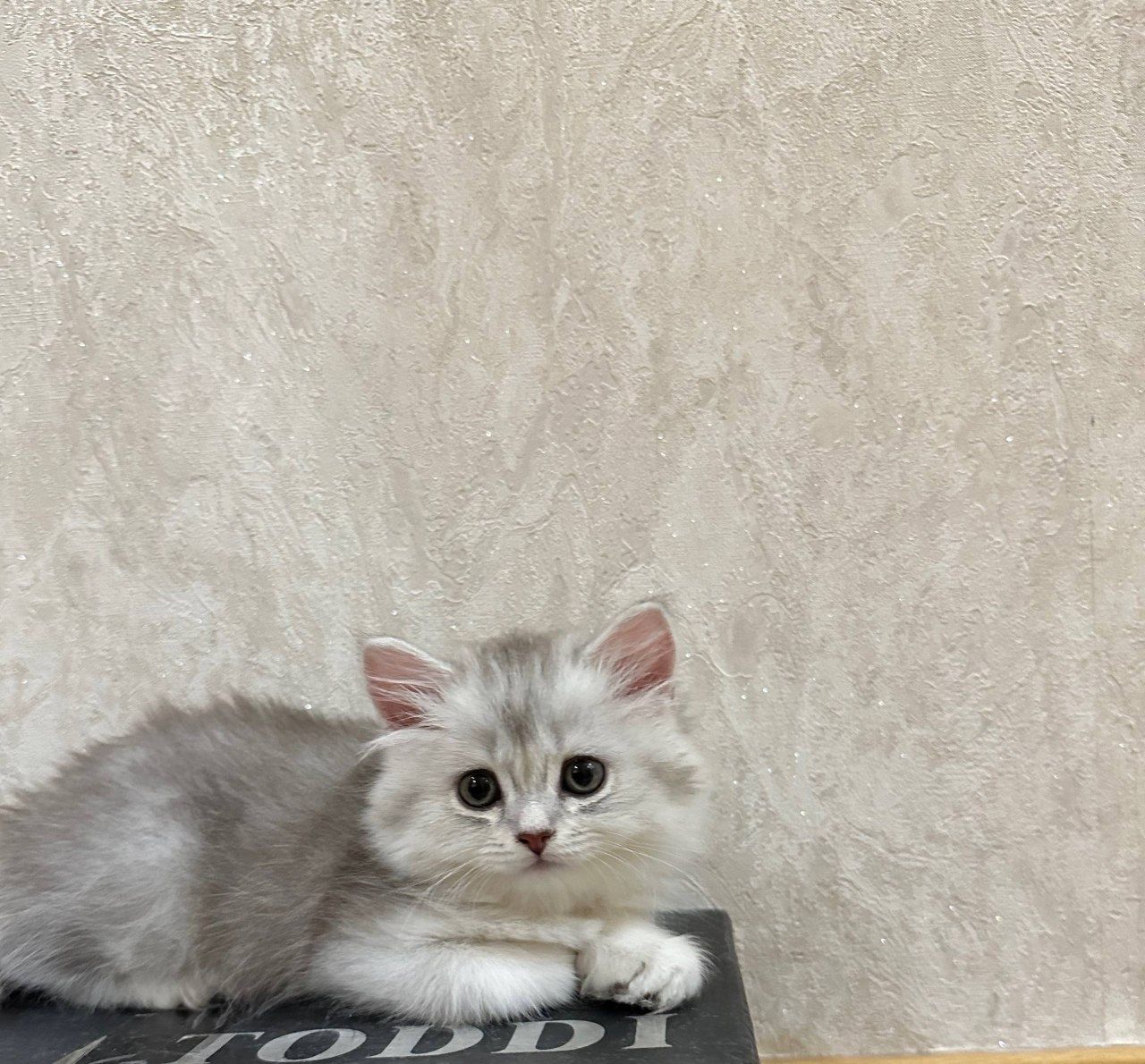Котенок девочка породистая  Silver shaded Persian