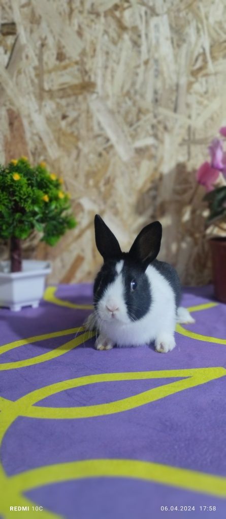декоративные карликовые кролики породы: хатот, гермелин и нидерландски