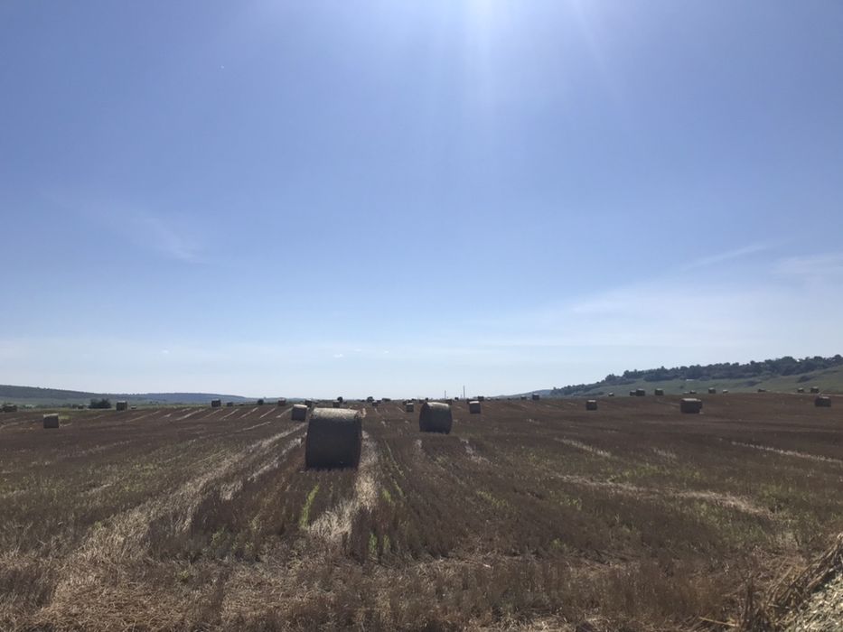 Baloti paie grau 250 kg