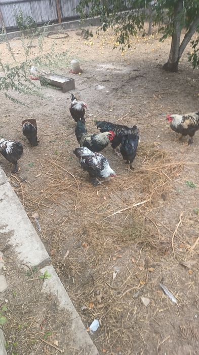 Cocosi Românești