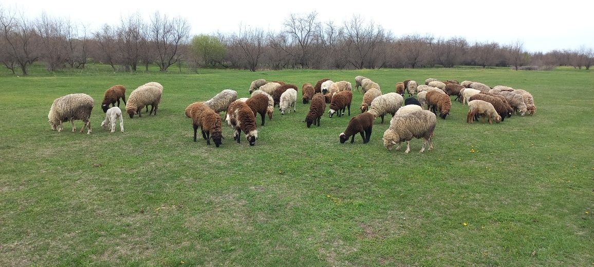 Продам баранов 79 голов кой овцы.Продам готовый бизнес