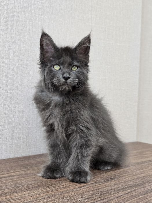 Девочка полидакт мейн-кун