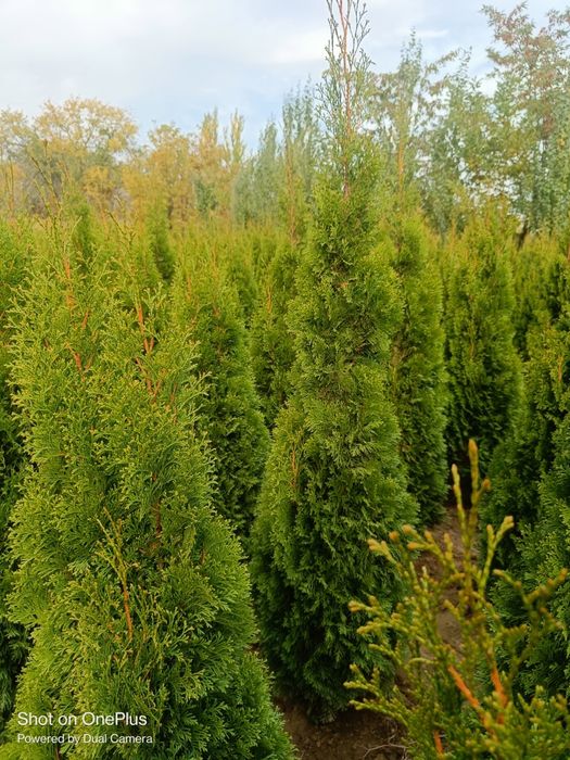 Туя Смарагд 150 180 см 20000тг