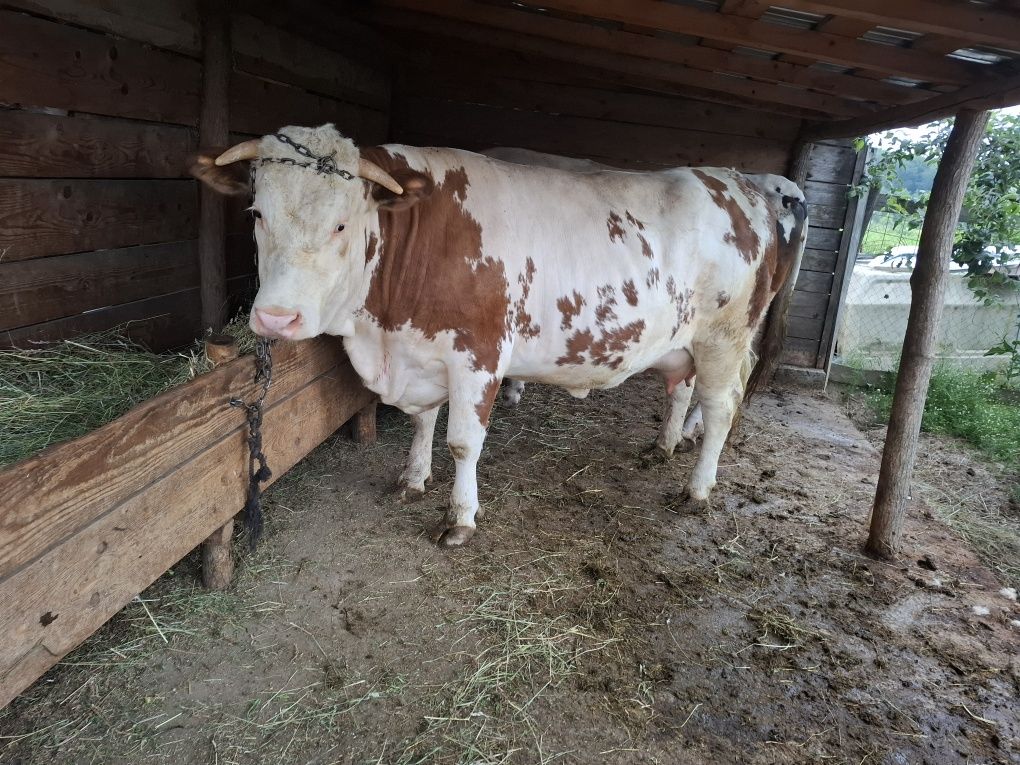 DE  vânzare  o vacă  gestantă   și o junică gestantă