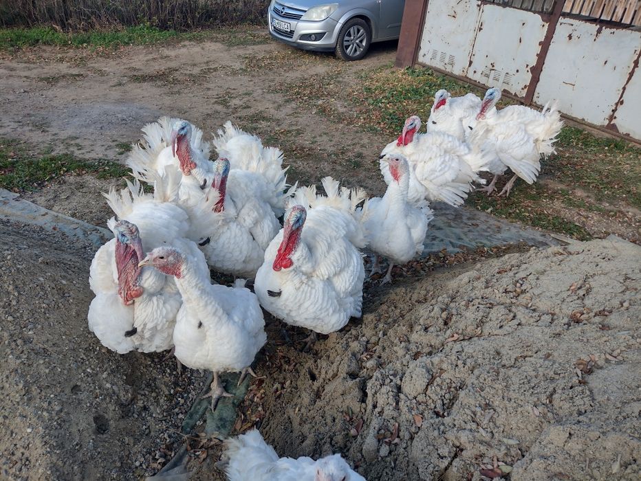 Vând CURCANI în viu