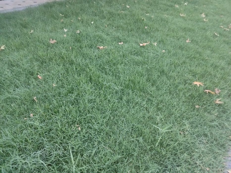 Tabiiy chim va ajriq