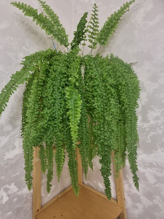 Папоротник королевский