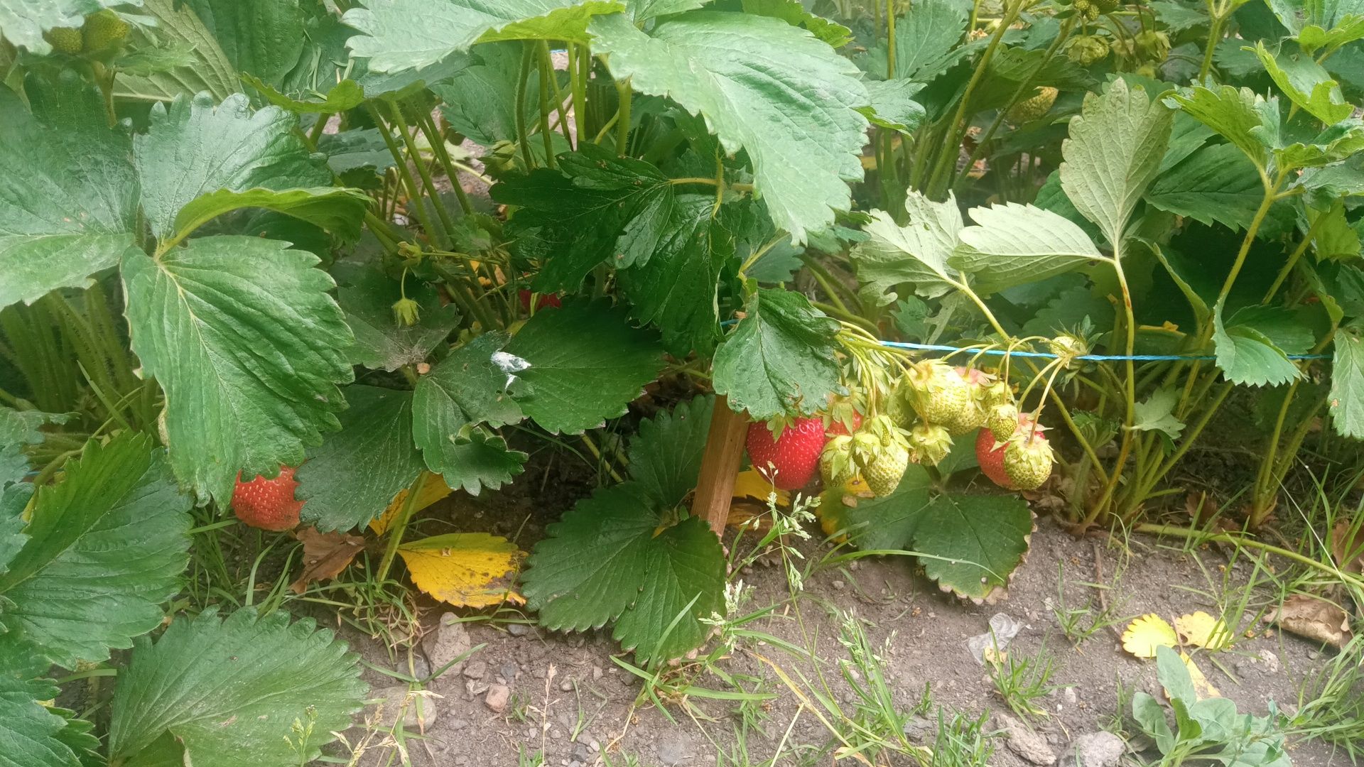 Sirop de căpșuni