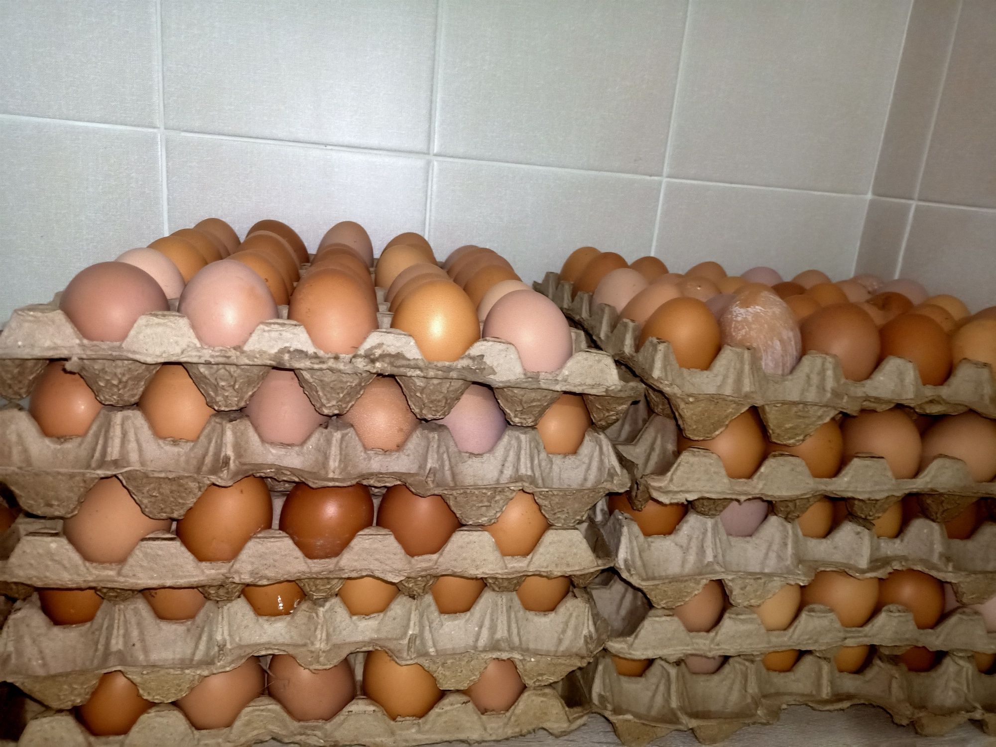 домашние куриные яйца