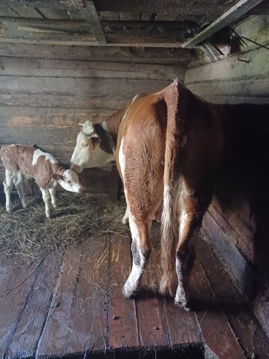 Vând vacă cu un vițel