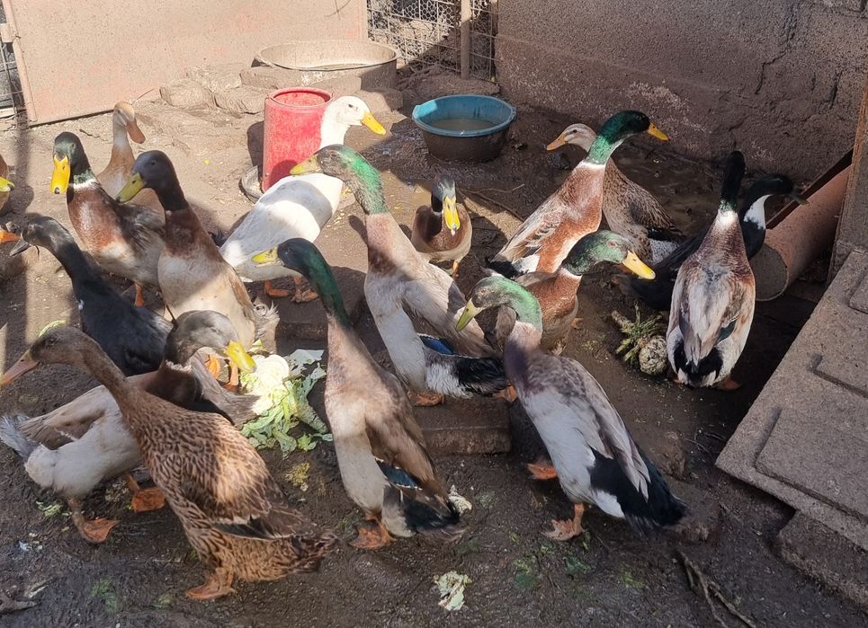 Rățoi - Alergătoare indiene- tineret