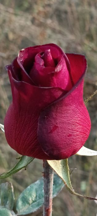 Atirgul koʻchatlari sotiladi