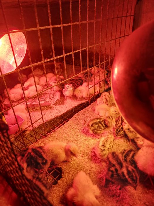 Vând pui de prepeliță!