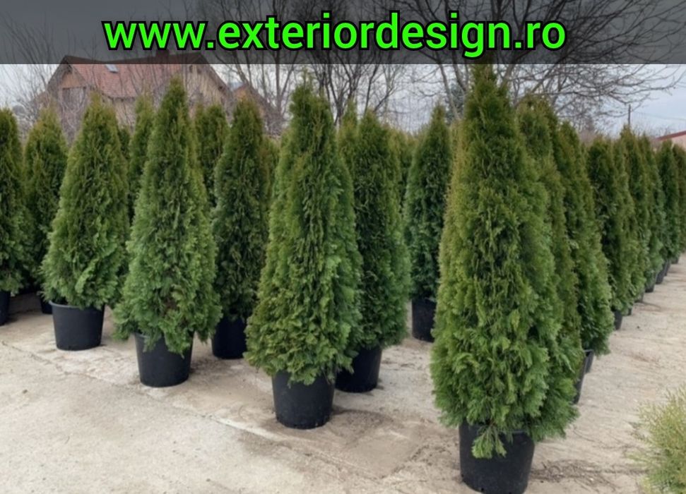 Plante ornamentale, spirale magnolia grandiflora, pon pon tuia smarald