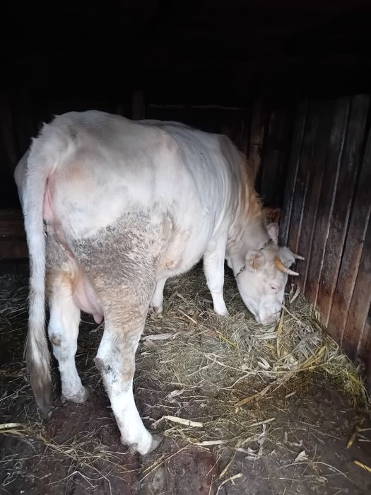 Vând vaca Charolaise