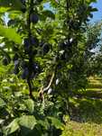 Prune pentru consum