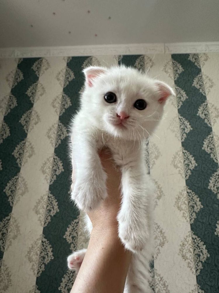 Кошки Скоттиш Фолд чистая порода
