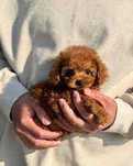 Pudel roscat/Poodle red/Caniche pitic de vanzare cu livrare