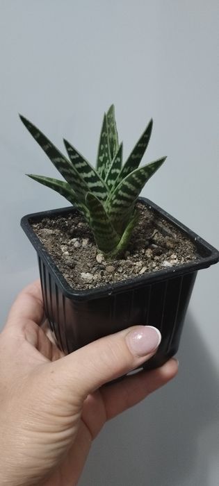 Продам алоэ декоративный