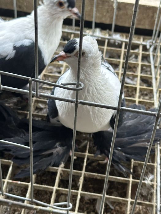 Randunica de saxonia