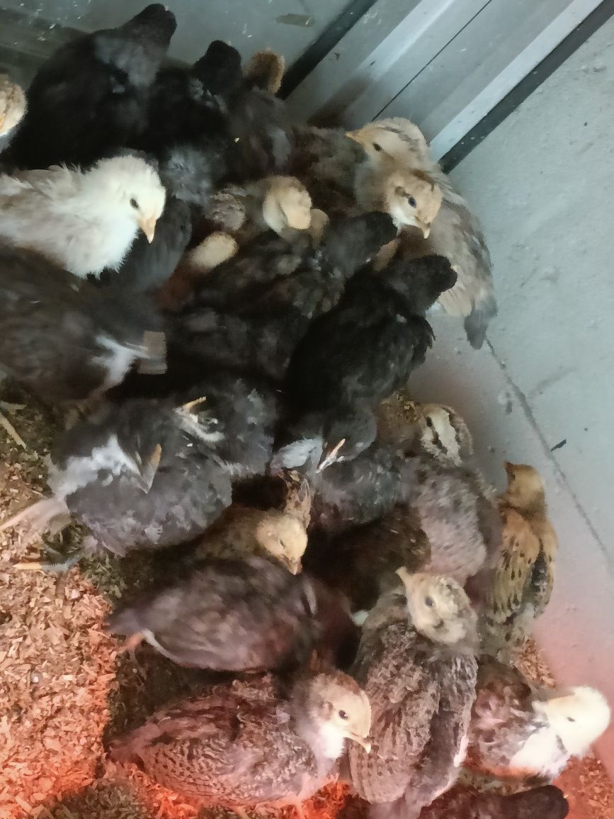 De vânzare pui de găină