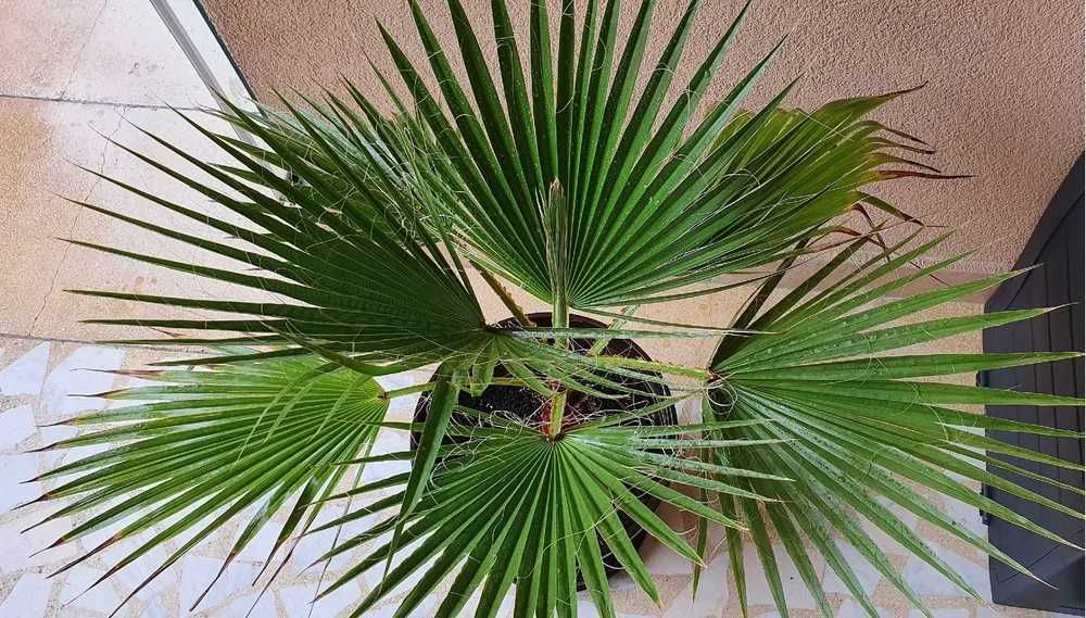 Palmier Washingtonia 25 - 50cm - Plantă de Grădină